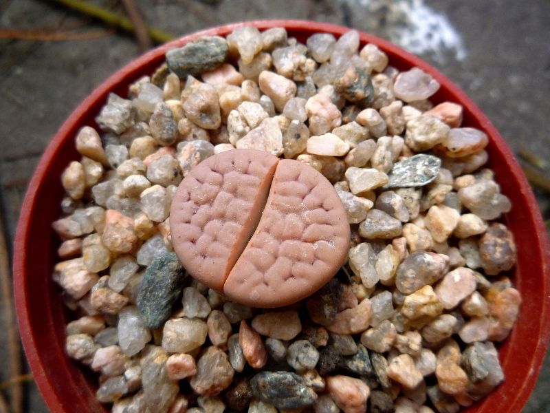 Una foto de Lithops karasmontana ssp. karasmontana