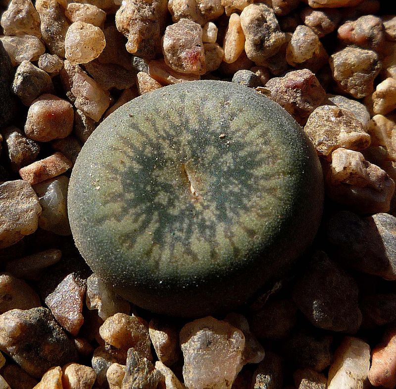 Foto de un cactus que se está identificando actualmente