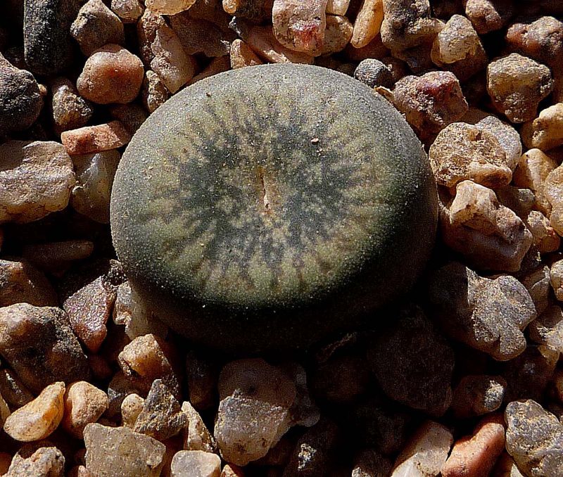 Foto de un cactus que se está identificando actualmente