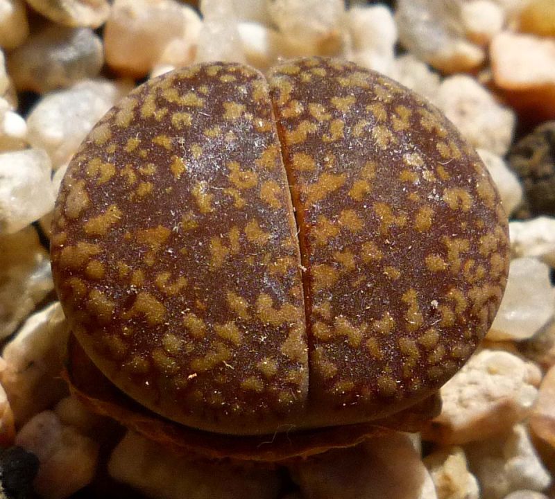 Foto de un cactus que se está identificando actualmente