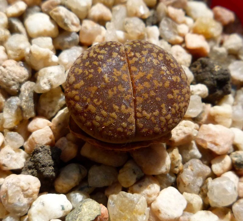 Foto de un cactus que se está identificando actualmente