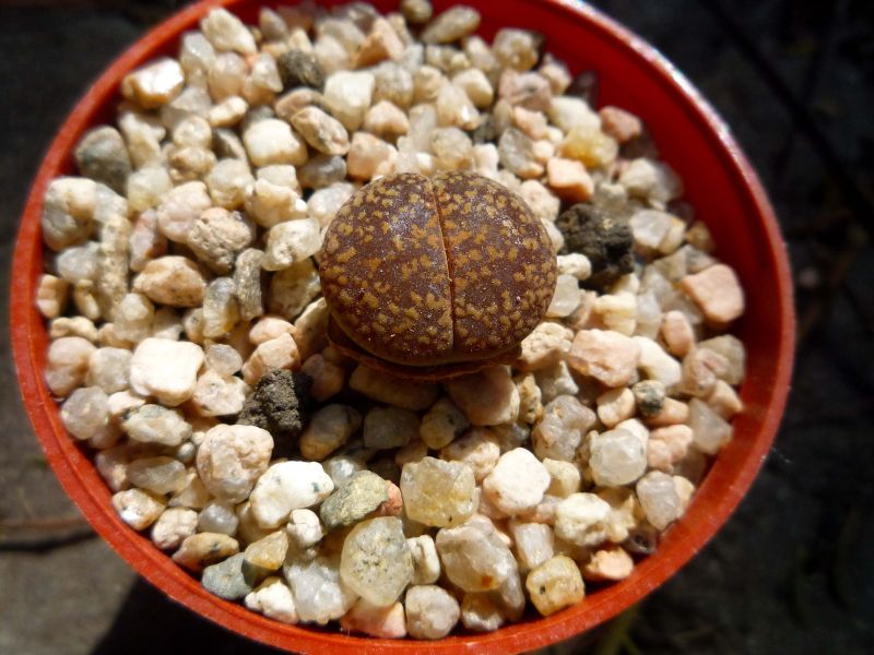 Foto de un cactus que se está identificando actualmente