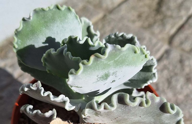 Una foto de Cotyledon orbiculata var. undulata
