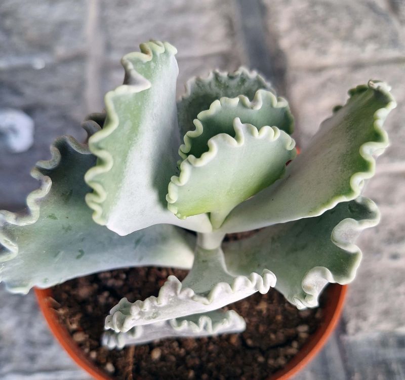 Una foto de Cotyledon orbiculata var. undulata