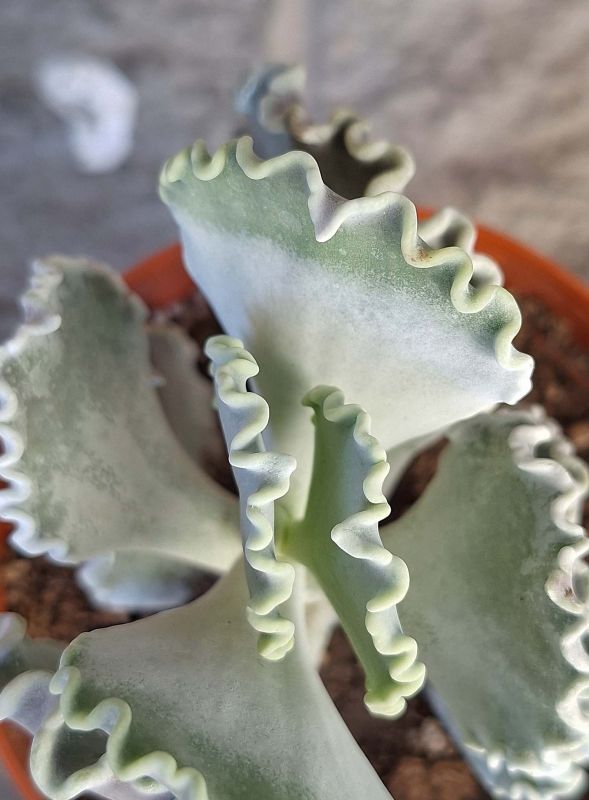 Una foto de Cotyledon orbiculata var. undulata