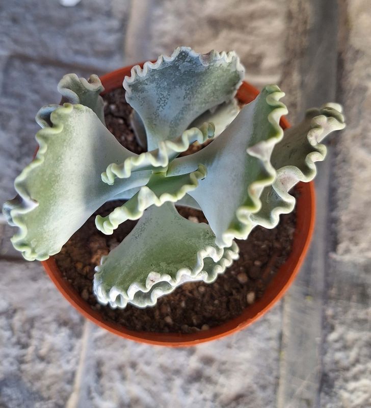 Una foto de Cotyledon orbiculata var. undulata