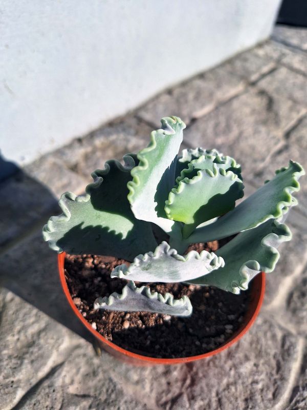 Una foto de Cotyledon orbiculata var. undulata