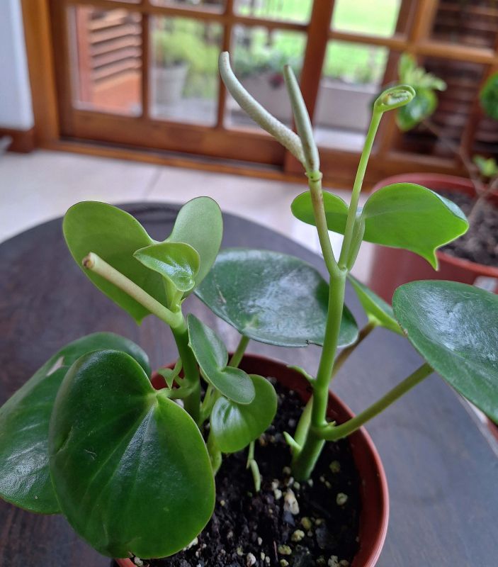 Una foto de Peperomia polybotrya  