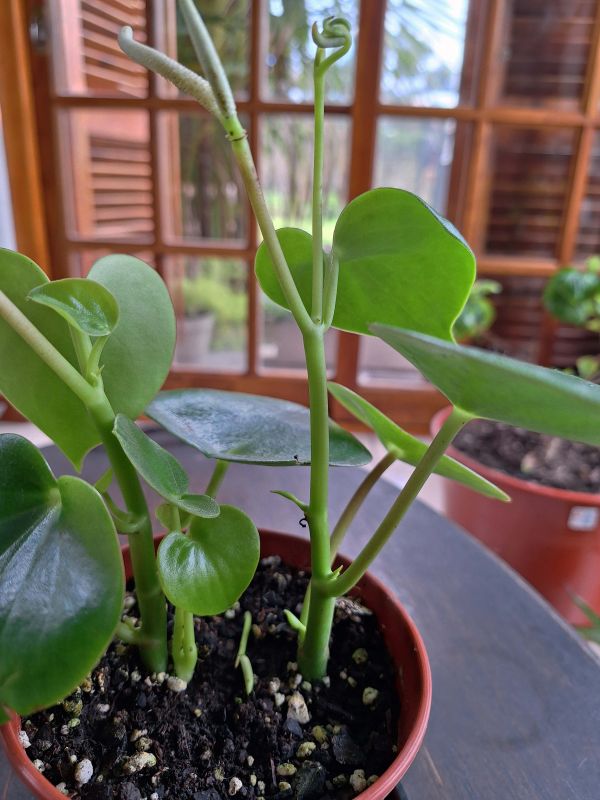 Una foto de Peperomia polybotrya  