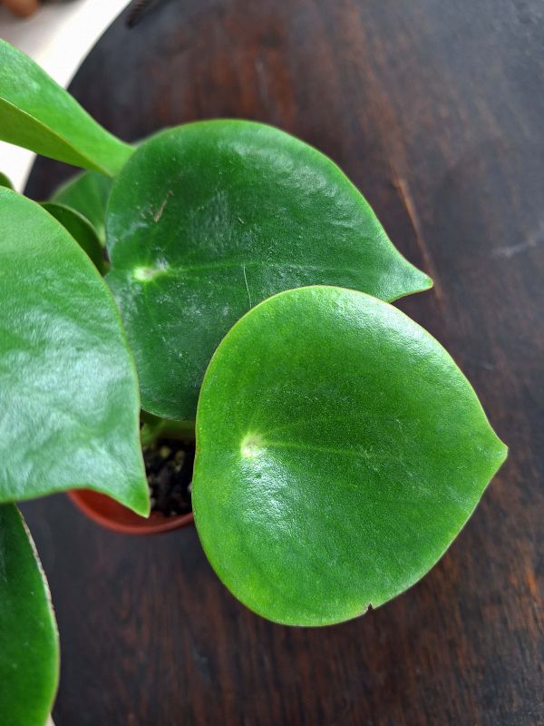 Una foto de Peperomia polybotrya  