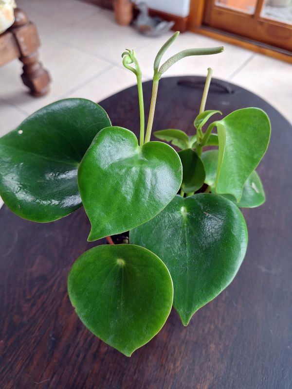 Una foto de Peperomia polybotrya  