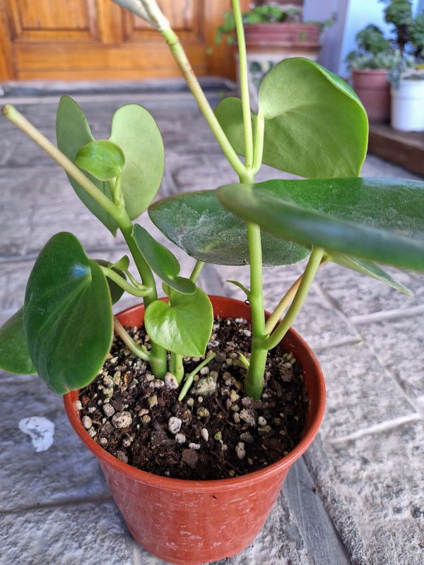 Una foto de Peperomia polybotrya  