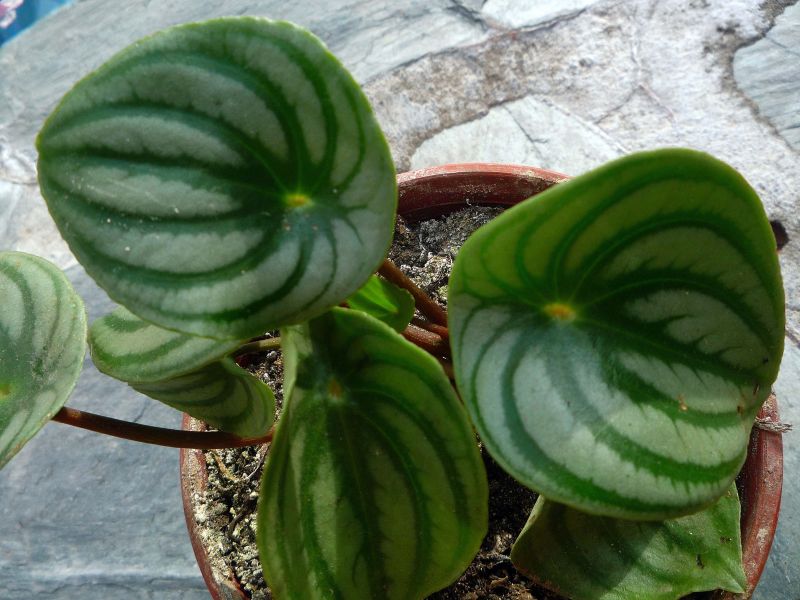 Una foto de Peperomia argyraea