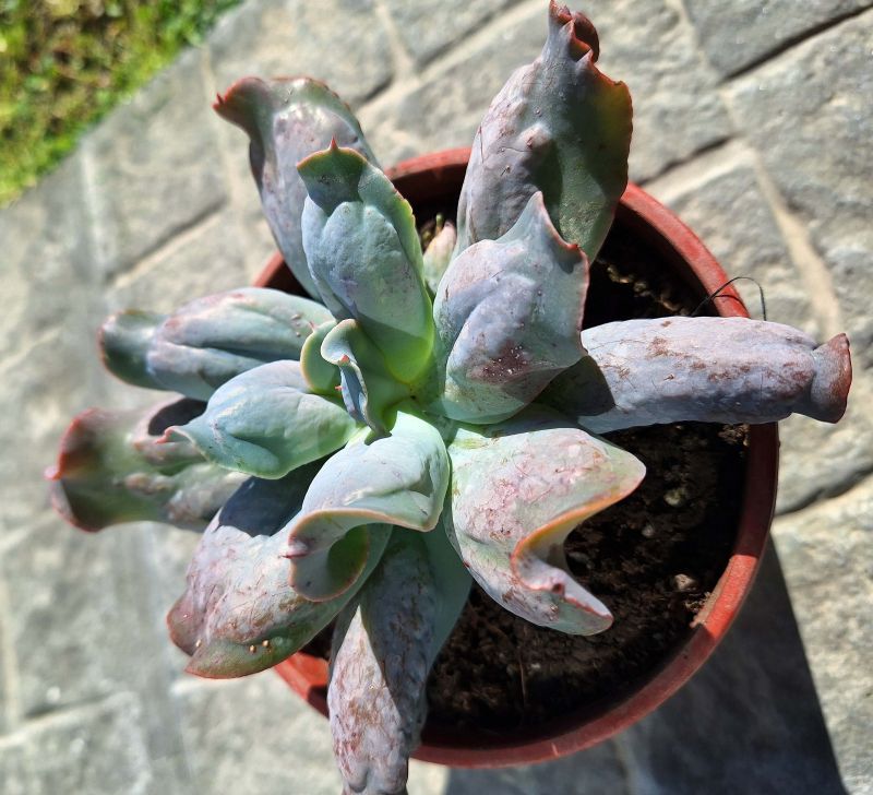 Una foto de Echeveria Culibra (HIBRIDO)