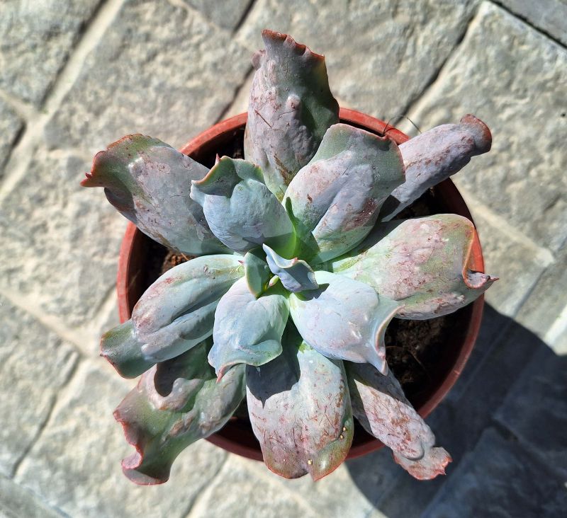 Una foto de Echeveria Culibra (HIBRIDO)