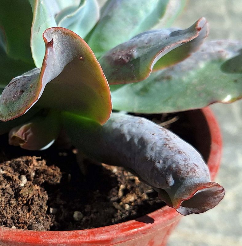 Una foto de Echeveria Culibra (HIBRIDO)