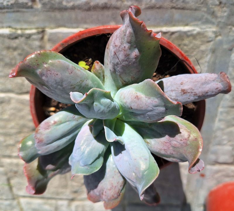 Una foto de Echeveria Culibra (HIBRIDO)
