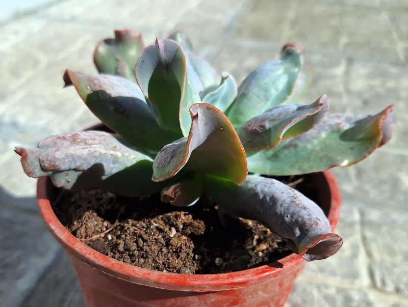 Una foto de Echeveria Culibra (HIBRIDO)
