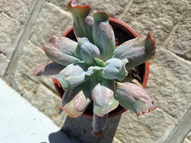 Una foto de Echeveria Culibra (HIBRIDO)