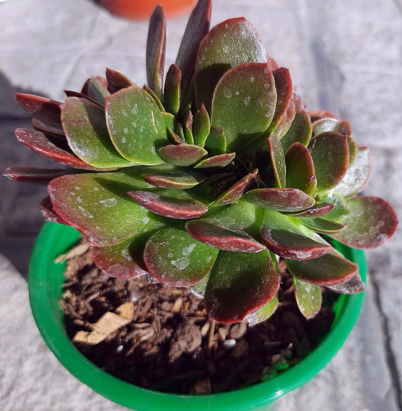 Foto de un cactus que se está identificando actualmente