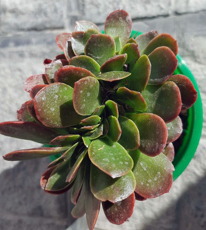 Foto de un cactus que se está identificando actualmente