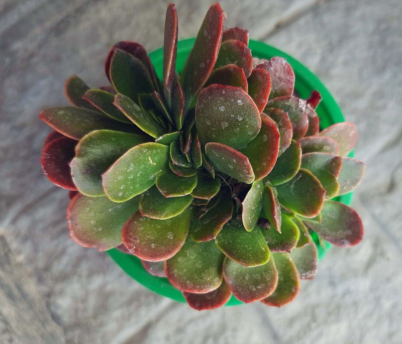 Foto de un cactus que se está identificando actualmente