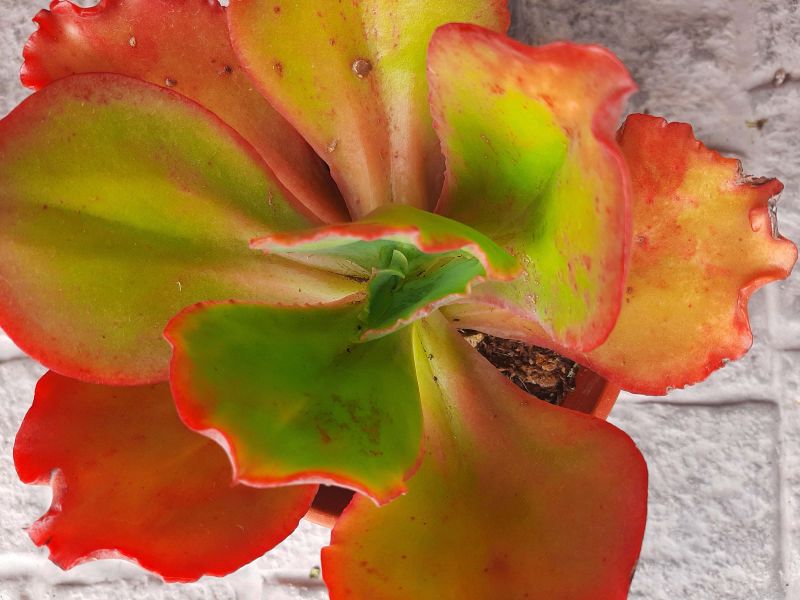 Foto de un cactus que se está identificando actualmente