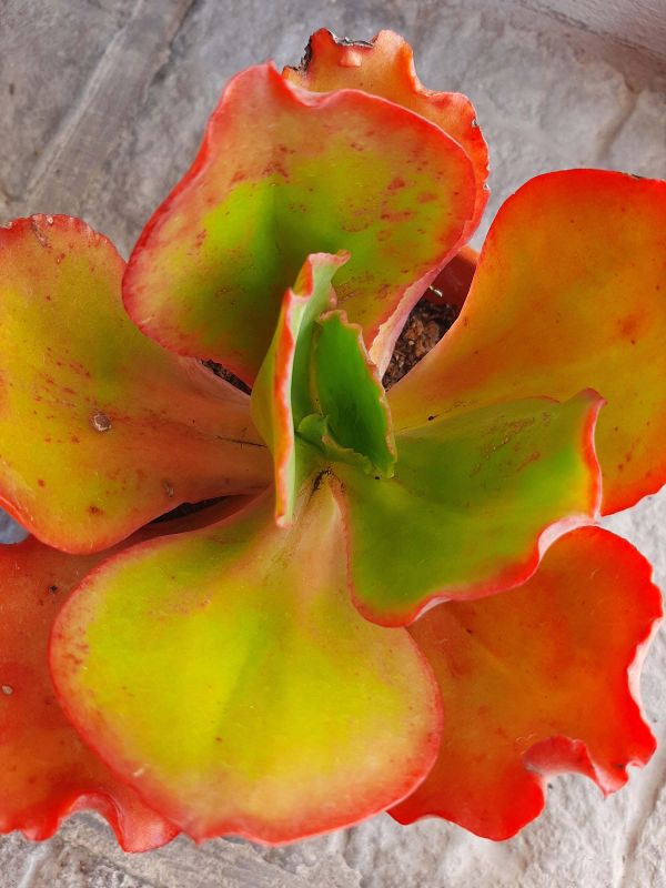 Foto de un cactus que se está identificando actualmente