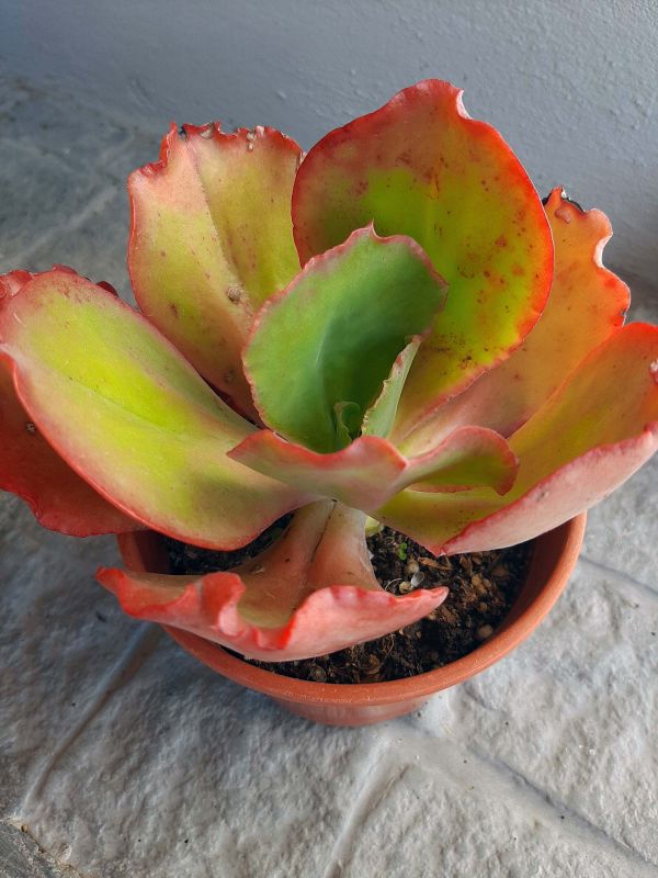 Foto de un cactus que se está identificando actualmente