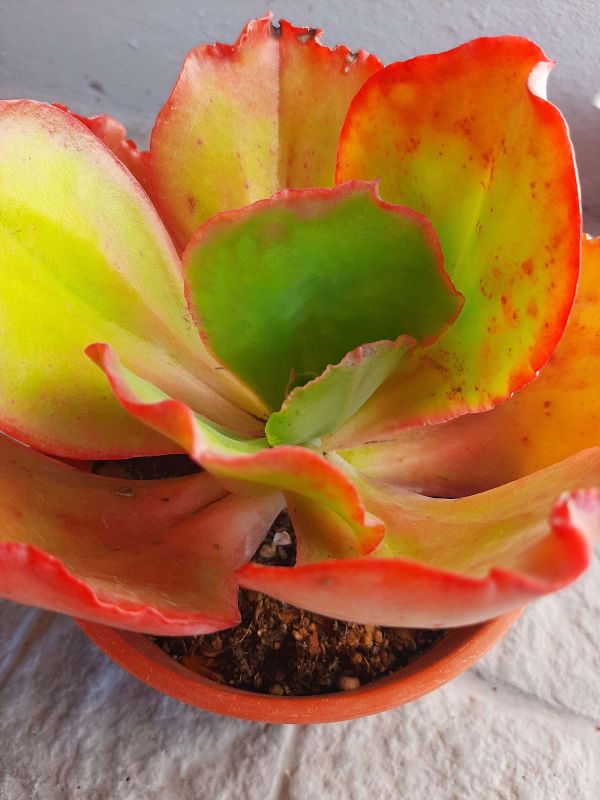 Foto de un cactus que se está identificando actualmente