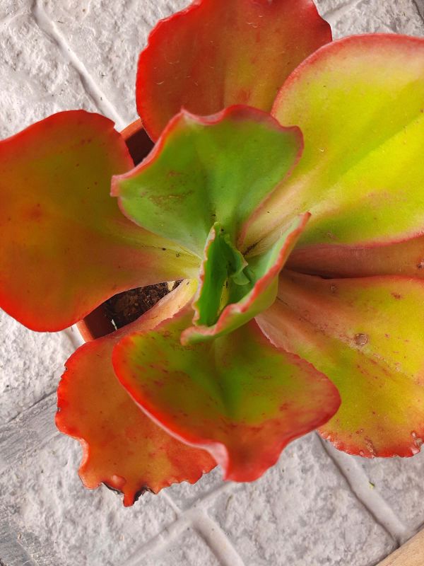 Foto de un cactus que se está identificando actualmente