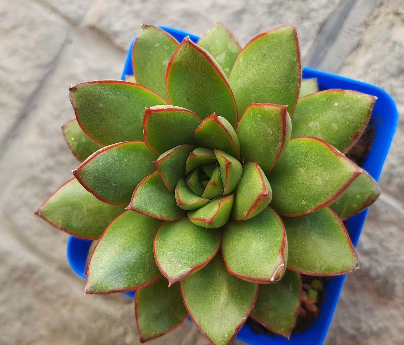 Foto de un cactus que se está identificando actualmente