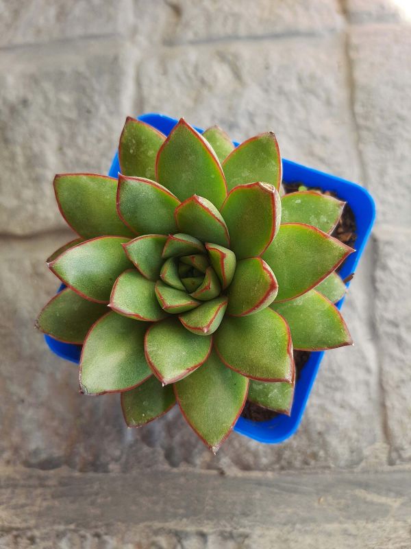 Foto de un cactus que se está identificando actualmente