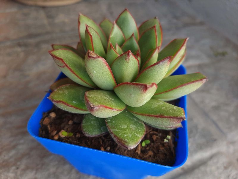 Foto de un cactus que se está identificando actualmente