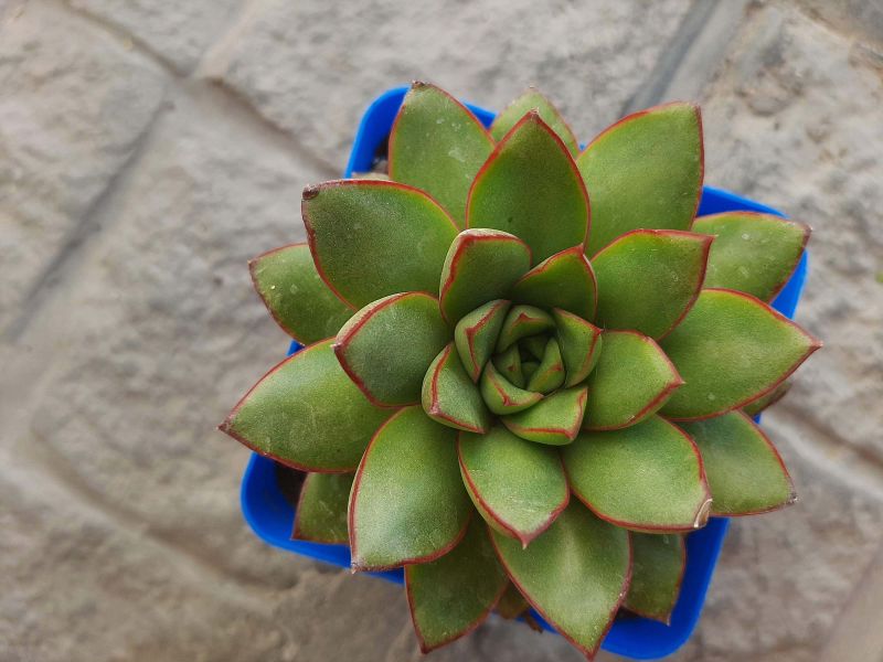 Foto de un cactus que se está identificando actualmente