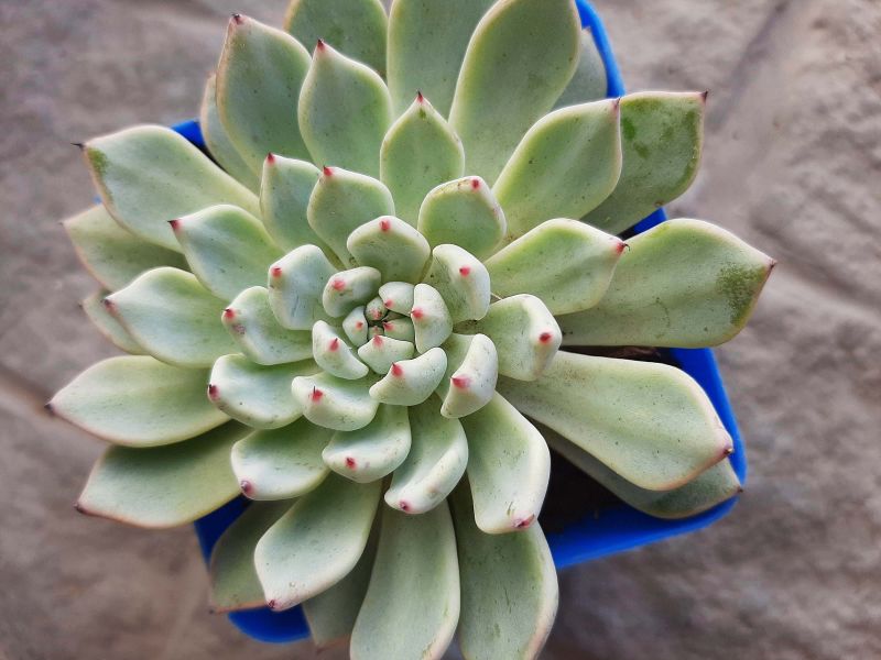 Foto de un cactus que se está identificando actualmente