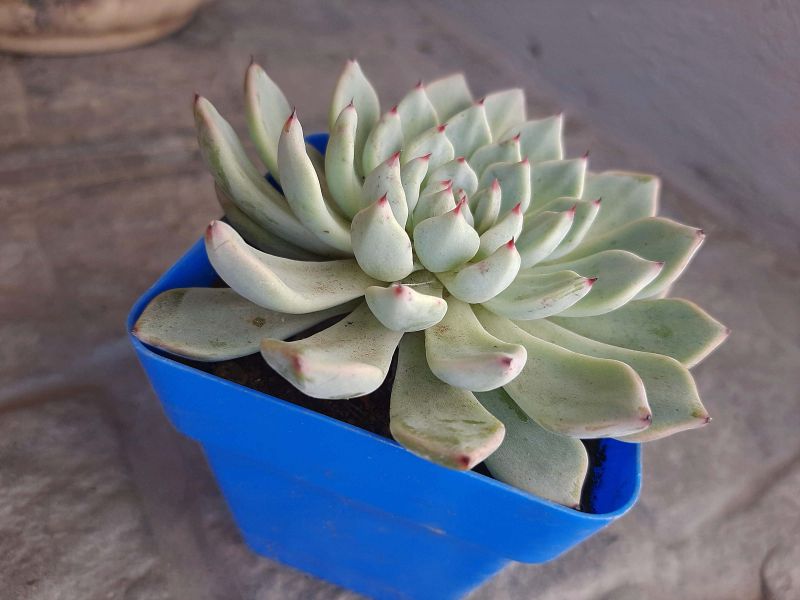 Foto de un cactus que se está identificando actualmente