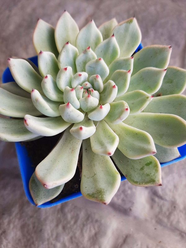 Foto de un cactus que se está identificando actualmente