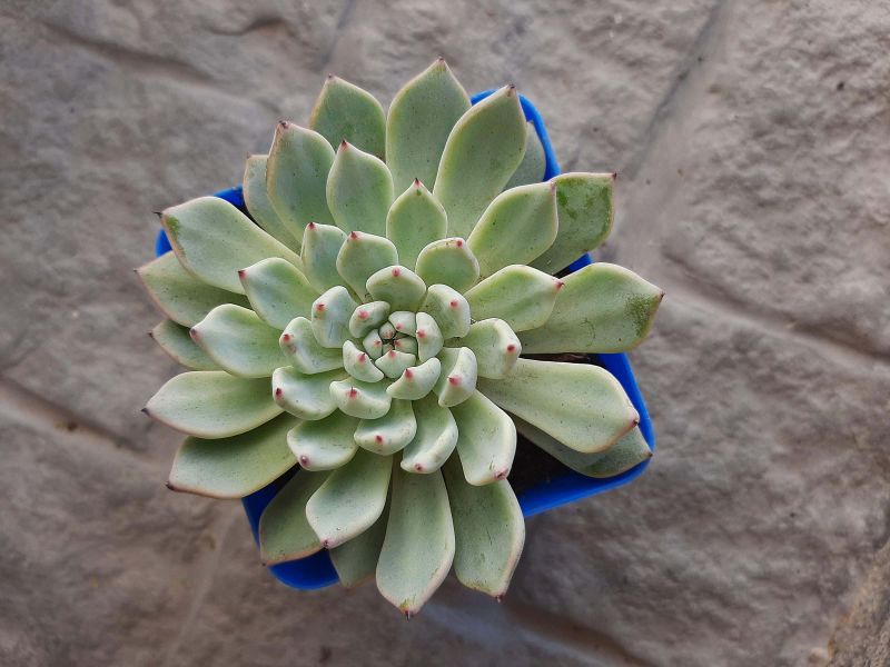 Foto de un cactus que se está identificando actualmente