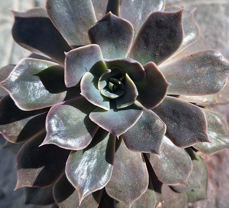 Una foto de Echeveria Linda Jean (HIBRIDO)