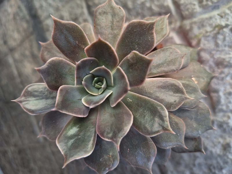 Una foto de Echeveria Linda Jean (HIBRIDO)
