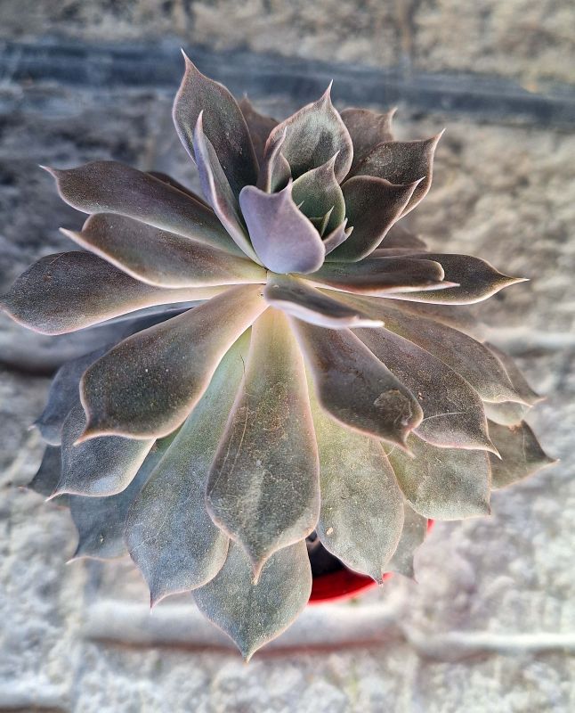 Una foto de Echeveria Linda Jean (HIBRIDO)