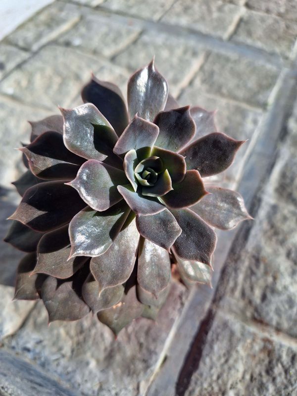 Una foto de Echeveria Linda Jean (HIBRIDO)