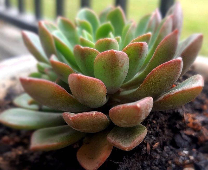Foto de un cactus que se está identificando actualmente