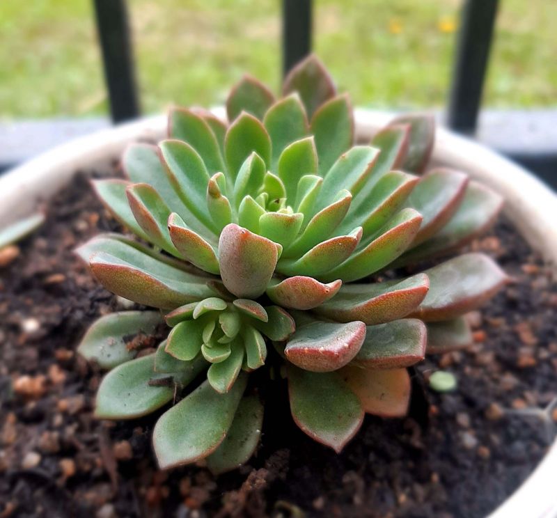 Foto de un cactus que se está identificando actualmente