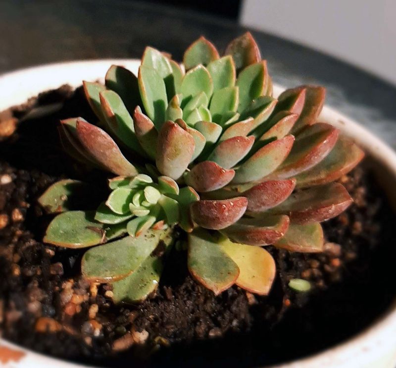 Foto de un cactus que se está identificando actualmente