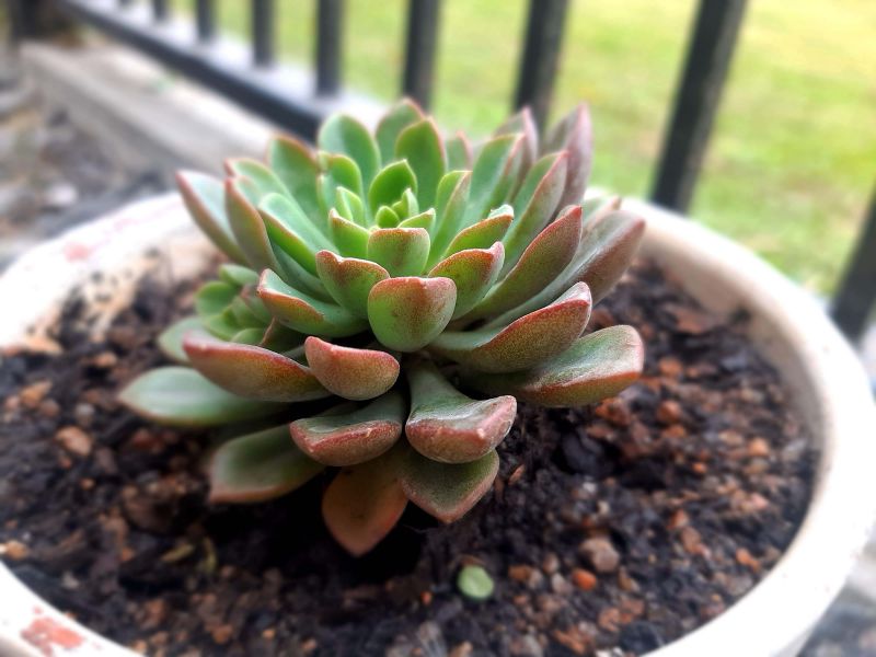 Foto de un cactus que se está identificando actualmente