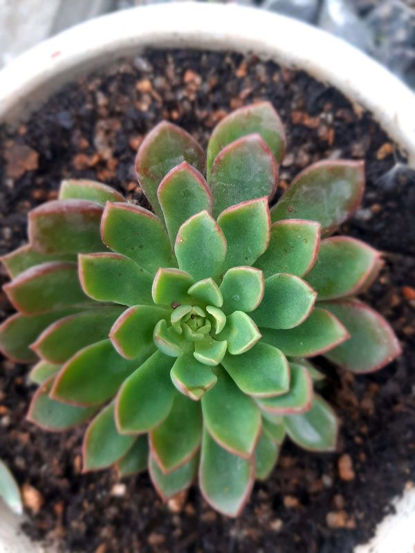 Foto de un cactus que se está identificando actualmente