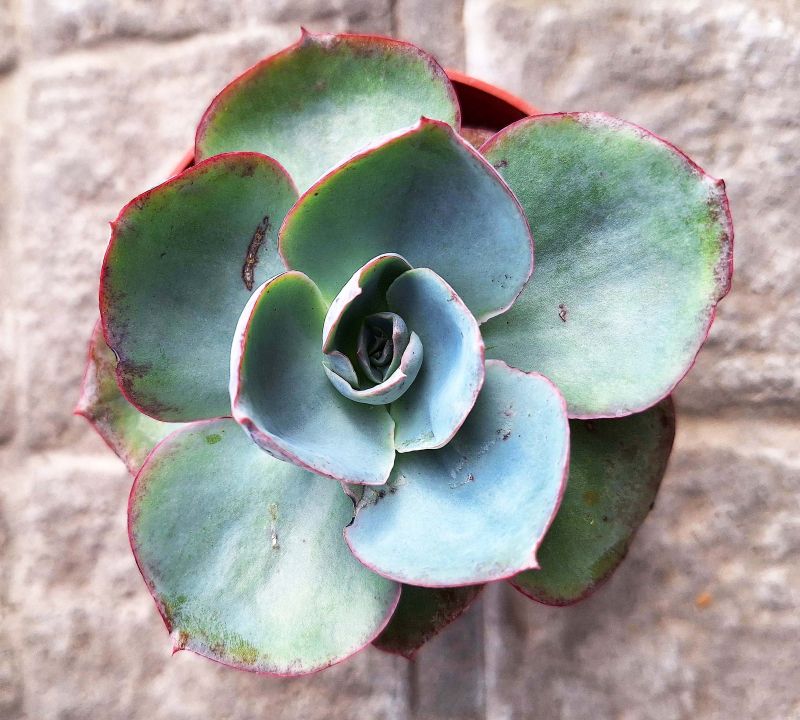 Foto de un cactus que se está identificando actualmente
