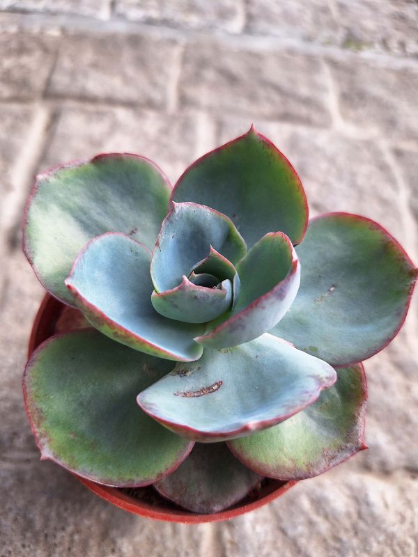 Foto de un cactus que se está identificando actualmente